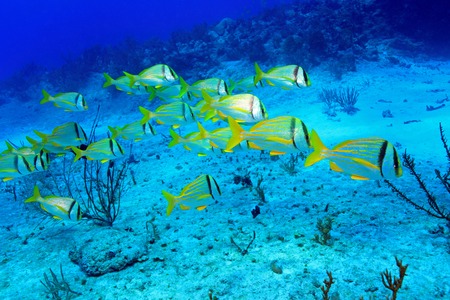 Shoal of porkfish grunts 