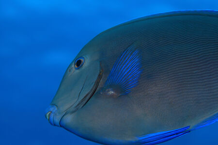 Blue tang surgeonfish 