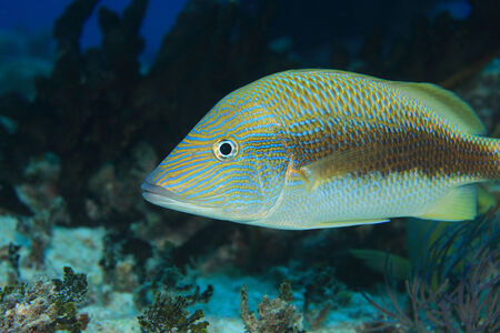 White grunt fish