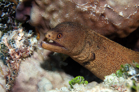 Goldentail moray eelの写真素材