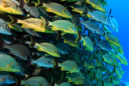 Shoal of grunt fish 