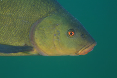 Tench fish