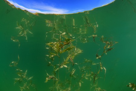 Water plant in the freshwater lakeの写真素材