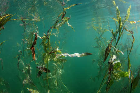 Water plant in the freshwater lake