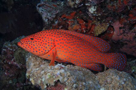 Coral hind grouperの写真素材