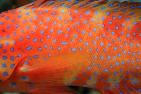 Body of coral hind grouperの写真素材