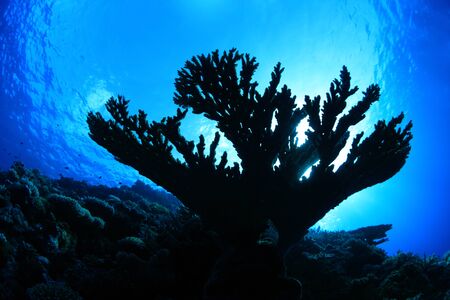 Coral silhouetteの写真素材