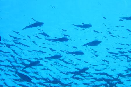 Shool of bigfin reef squidsの写真素材