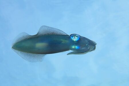 Bigfin reef squidの写真素材