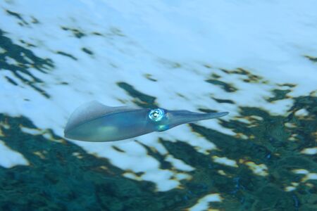 Bigfin reef squidの写真素材