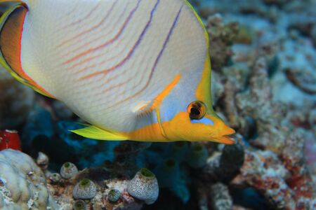 Yellowhead butterflyfishの写真素材