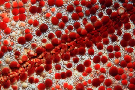 Close up of sea starの写真素材