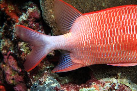 Tail of Silver spot squirrelfish