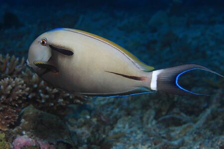 Epaulette surgeonfish