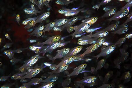 Pigmy sweeper fishの写真素材