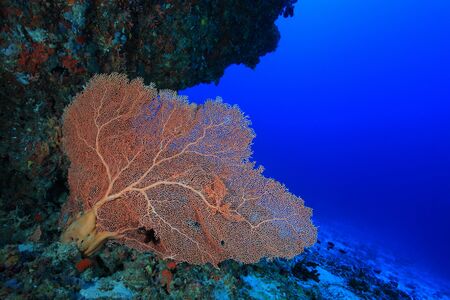 Tropical coral reef in the indian oceanの写真素材