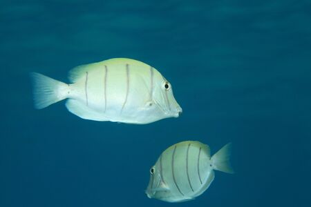 Convict surgeonfish