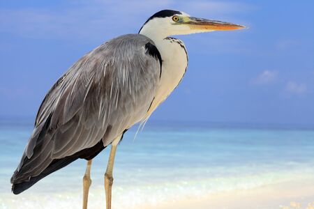 Grey heronの写真素材