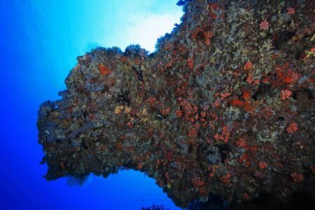 Tropical coral reef in the indian oceanの写真素材