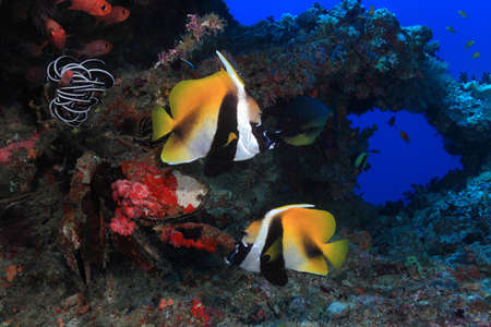 Masked bannerfishの写真素材