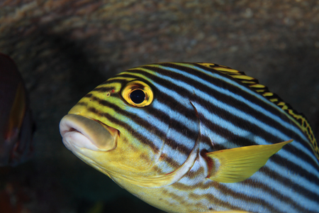Oriental sweetlips fishの写真素材