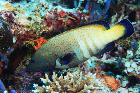 Peacock hind grouper fish
