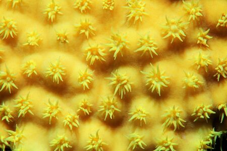 Yellow scroll coral