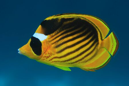 Diagonal butterflyfish