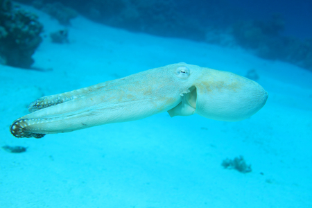 Reef octopusの写真素材