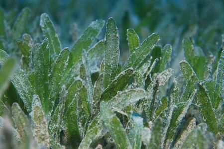 Seagrass plant on the bottom of the red seaの写真素材