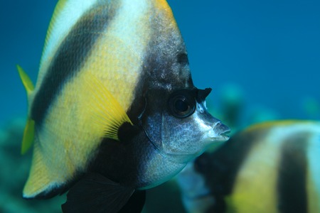 Red sea bannerfish