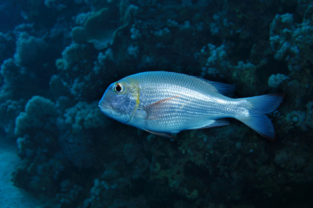 Bigeye emperor fishの写真素材