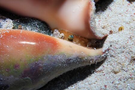 Eye of the common spider conch snail
