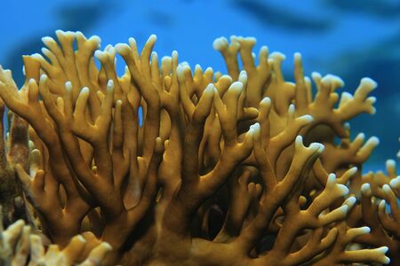 Fire coral underwater
