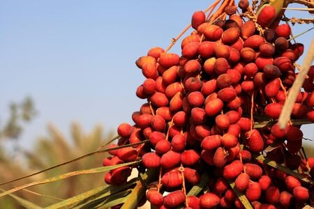 Dates on palm treeの写真素材