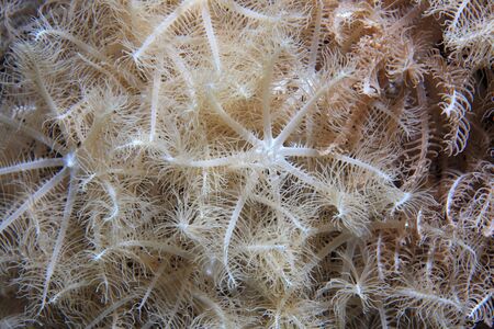 Anthelia soft coral polypsの写真素材