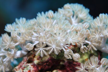 White pulse coral
