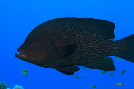 Redmouth grouper