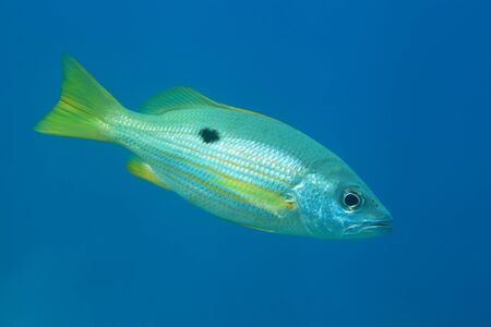 Dory snapper fishの写真素材