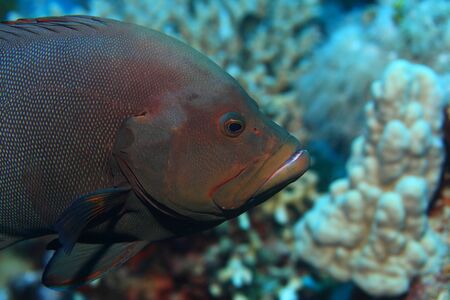 Redmouth grouper