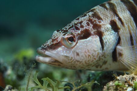 Painted comberの写真素材