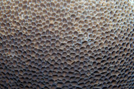 Close up of stony coral underwater in the tropical reef of the indian ocean