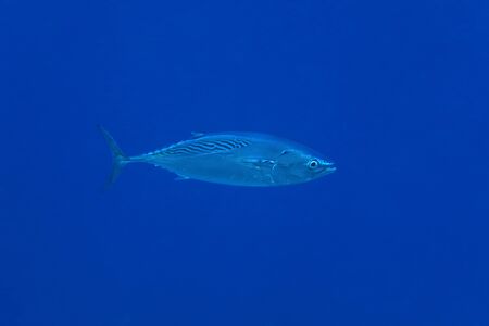 Striped bonito tuna fish (Sarda orientalis) underwater in the indian oceanの写真素材