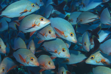 Shoal of Humpback red snappers (Lutjanus gibbus) underwater in the indian oceanの写真素材