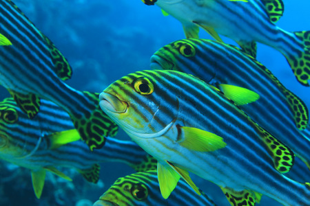 Oriental sweetlips fishの写真素材