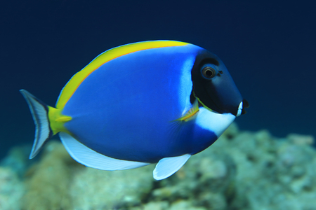 Powderblue surgeonfishの写真素材