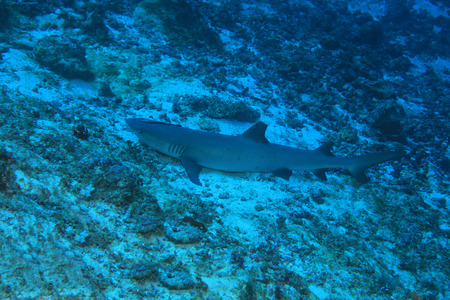 Whitetip reef sharkの写真素材