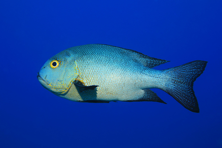 Midnight snapper fishの写真素材