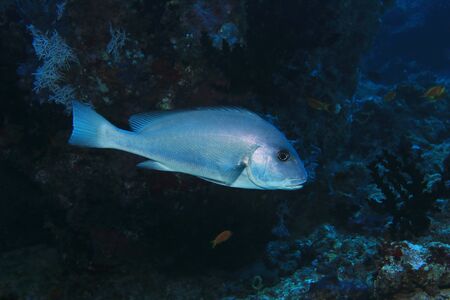 Goldspotted sweetlips fishの写真素材