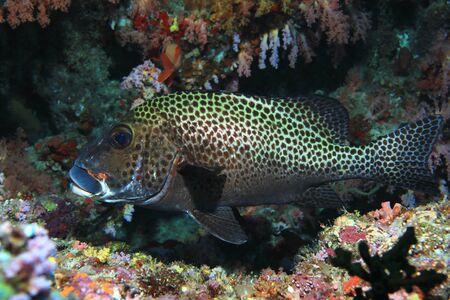 Harlequin sweetlips fishの写真素材